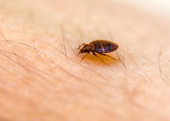 Symbolbild einer Bettwanze vor Pariser Stadtkulisse, illustriert die aktuelle Plage in französischen Metropolen