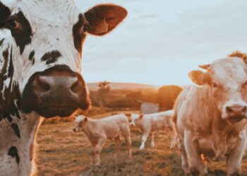 Bild Investieren in Rinderfarm