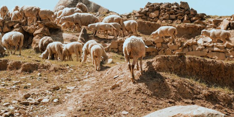 Rinderfarm Investition: Stefan Bode - Experte in Paraguay 1 Bild Rinderfarm